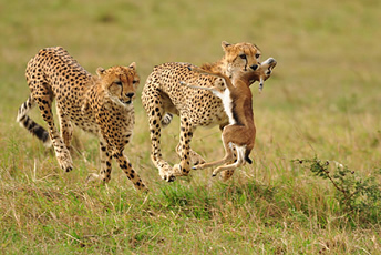 The Ultimate Safari Experience: Exploring Kenya’s Wildlife on a Private Safari
